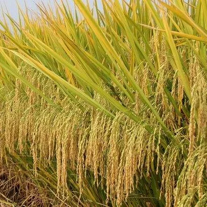 hot sale high quality hybrid rice seed