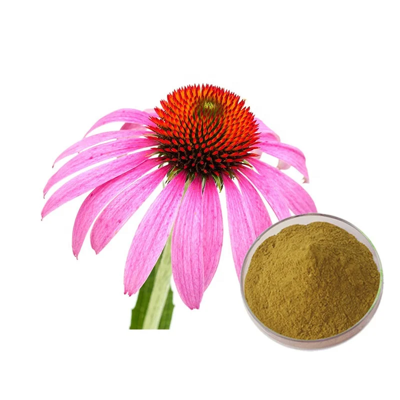 Echinacea Purpurea Extract Powder Chicoric Acid Polyphenols Echinacea
