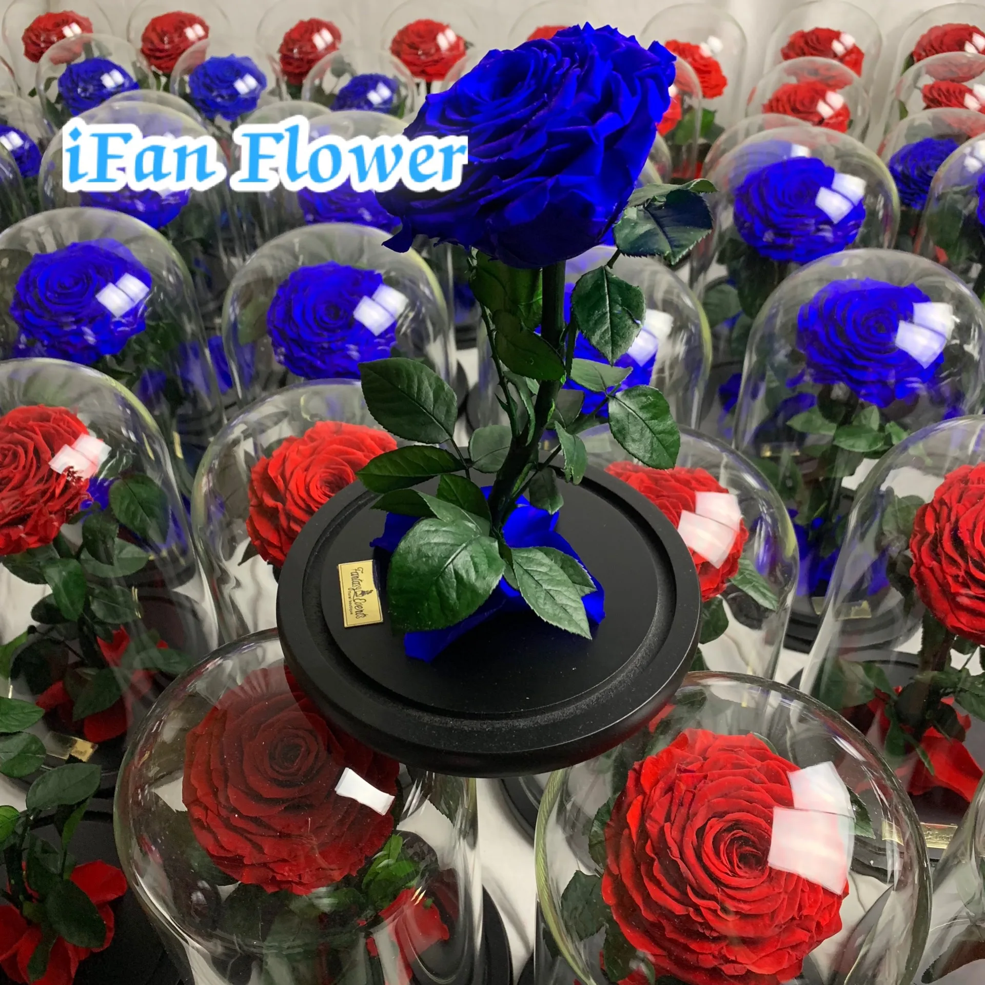 Preserved Real Rose In Glass Dome Forever Flower Delivery Prime Real Rose Gift For Her Mom Girlfriend Wife On Valentines Day Birthday Anniversary For