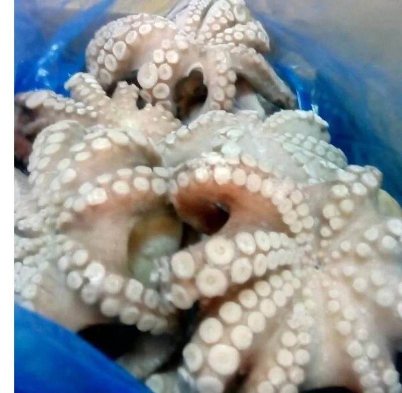 frozen octopus for sale online