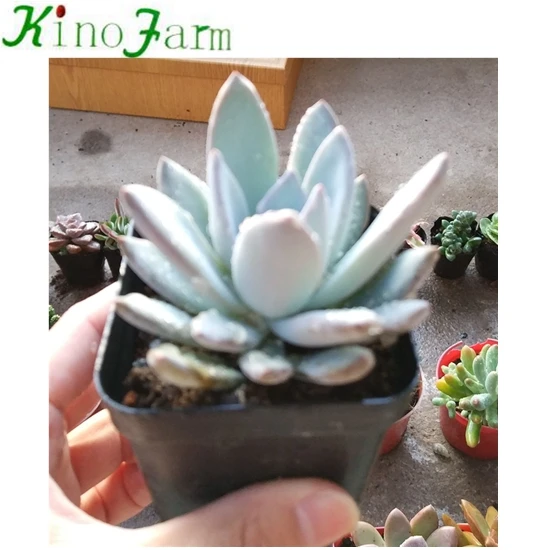 
Live Succulent Plant 