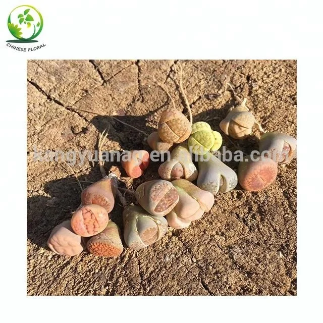 
Lithops 1-3cm for wholesale 