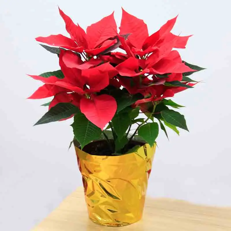 Euphorbia Pulcherrimaクリスマスフラワー共通ポインセチア鉢植え盆栽 Buy ユーフォルビア Pulcherrima Willd Et Kl 一般的なポインセチア ユーフォルビア Pulcherrima クリスマス花鉢植え盆栽 Product On Alibaba Com