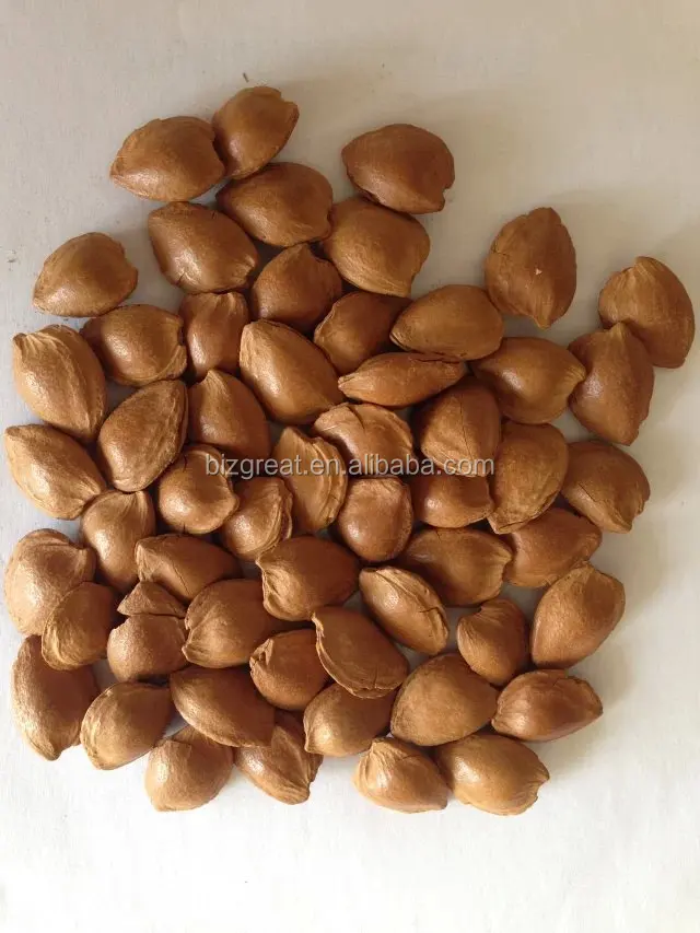 Raw And Roasted Apricot Kernels In Shell For Sale Buy Raw Apricot