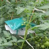 Tomato leaf miner control, tuta absoluta pheromone, leafminer catcher