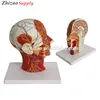 Face and Neck Superficial Muscles Nerves and Blood Vessel Anatomical Model