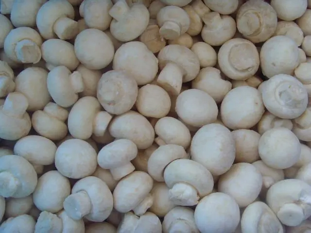 white button mushrooms photo