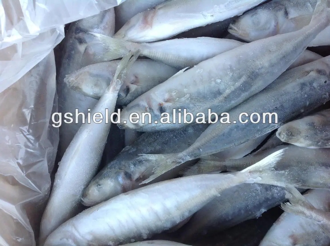 IQF trawl 6-8 round scad 3.jpg