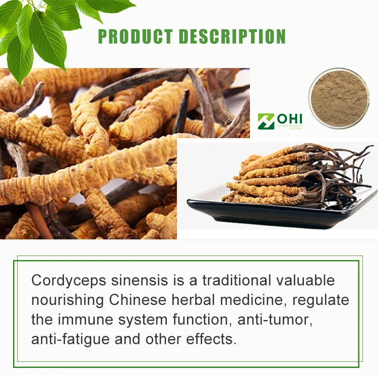 Natural Wild Cordyceps Sinensis Extract Powder - Buy Cordyceps Sinensis 