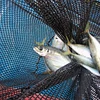 Stow nets or set net for river and lake fish catching with high quality and competitive price