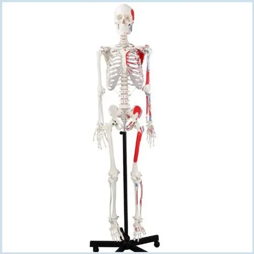 Cheap Human Anatomical Skeleton Find Human Anatomical Skeleton Deals