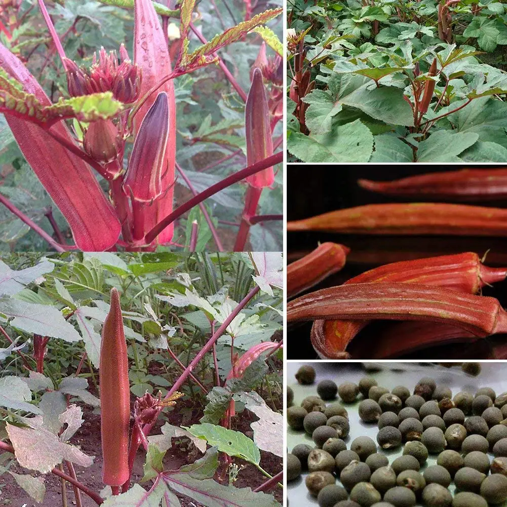 Cheap Okra Plants For Sale Find Okra Plants For Sale Deals On Line At Alibaba Com