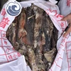High Quality Wholesale Frozen Black Squid For Bait