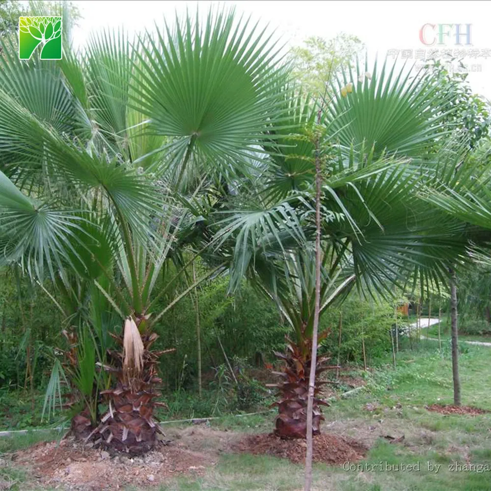 
Farm price 65cm crown diameter evergreen Washingtonia filifera perennial fresh plant 