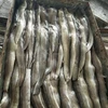Frozen conger eel fillet