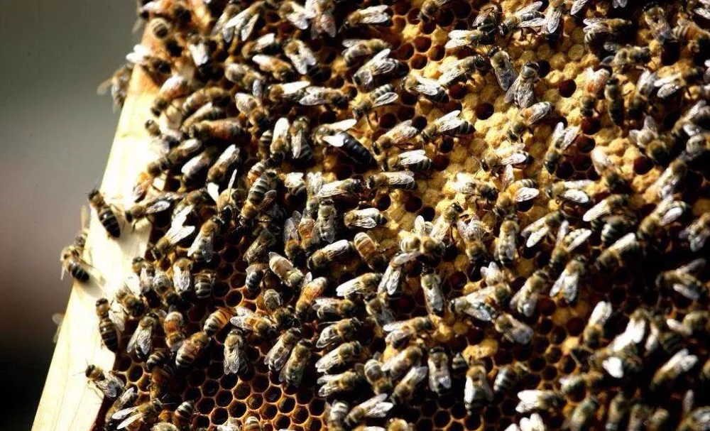 Что используют пчелы