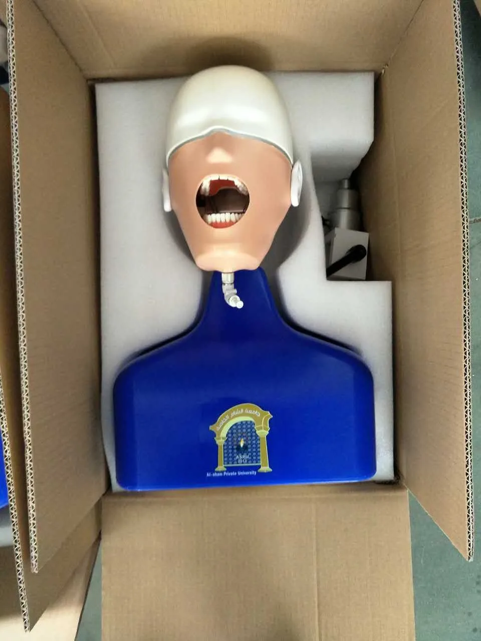 China Supplier Dentist Simulator Dental Mannequin Head With Torso Buy