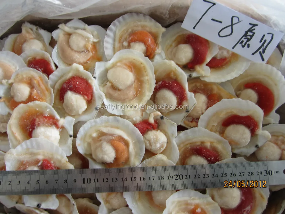 Scallop with half shell.jpg