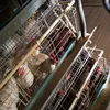 Henan factory supply good quality chicken layer cage for sale