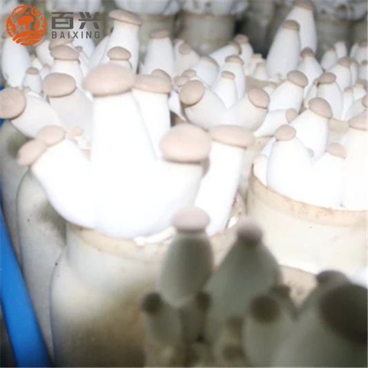 
Export Grade Fresh King Oyster Mushroom 