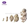 Roundfin real medical teaching body model human specimens