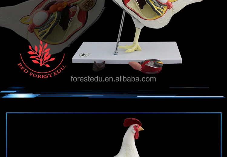 Chicken-Model_08.jpg