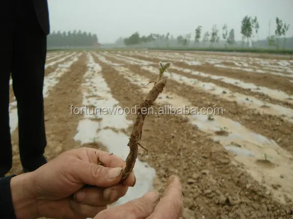 
Wood production paulownia shan tong seedling 