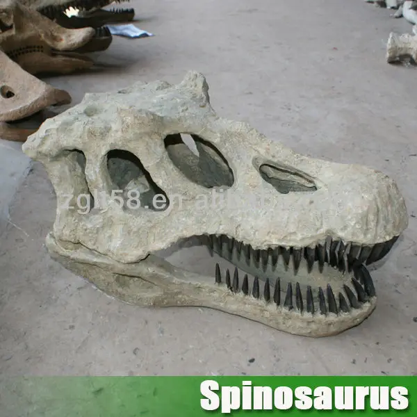 dinosaur head fossil for sale