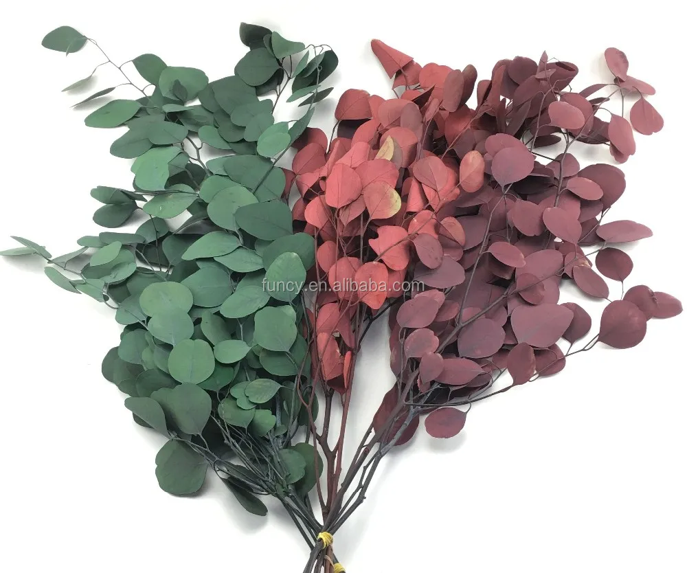 Preserved Foliage Round Preserved Eucalyptus Leaves For Home Decor