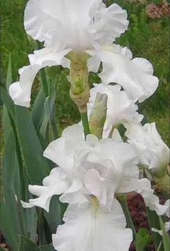 Online Bulbs And Plants Find Deals Online Bulbs And Plants Find