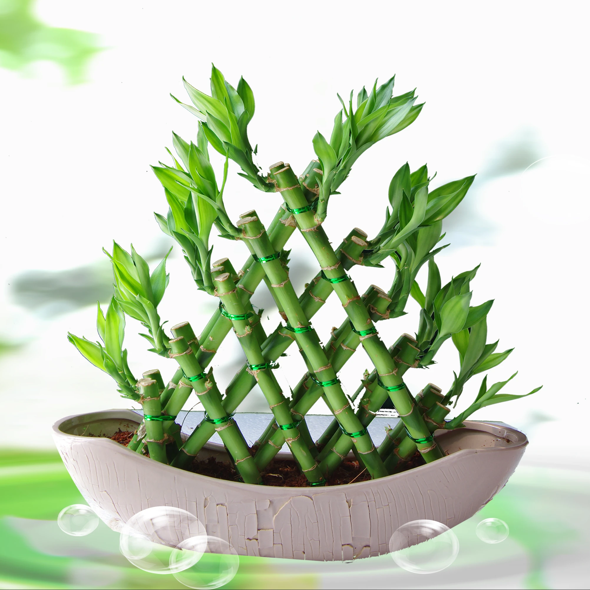 
Farm price dracaena sanderiana live indoor aquatic ornamental chinese fengshui plants pyramid lucky bamboo 