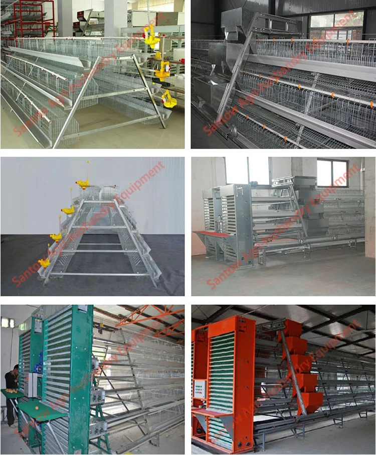 Automatic Chicken Poultry Show Cages High Quality Layer Chicken Cages For Sale Buy Poultry Show Cagesautomatic Chicken Poultry Farm