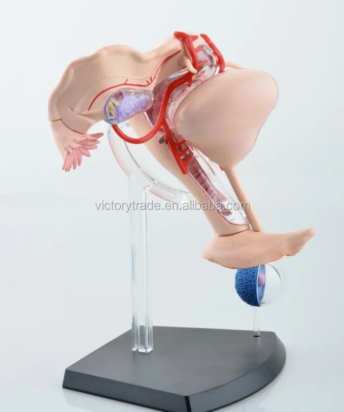 V Hm10 4d Master Female Reproductive System Anatomical Uterus Model