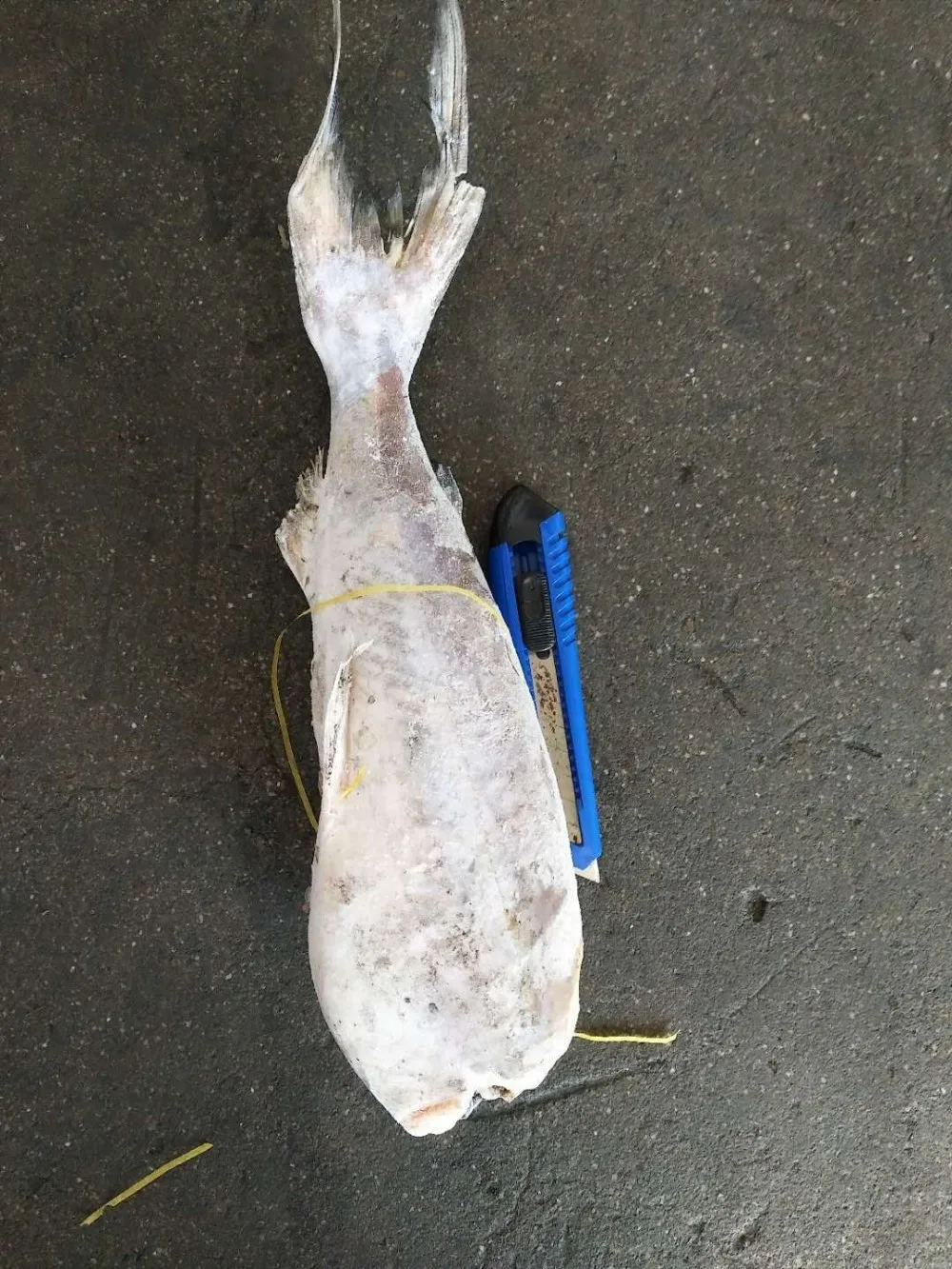 Frozen Catfish Buy Frozen Catfish,Catfish,Fish Product on