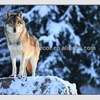 Snow wolf landscape light up led canvas painting, canvas wall art decor