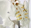 Life Size 180cm Tall Human Plastic Skeleton Anatomy Model