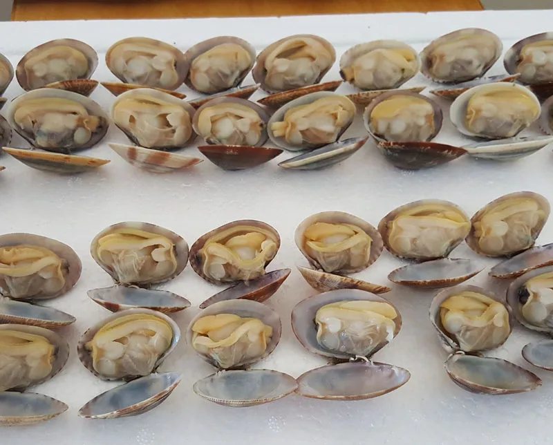 Frozen Clam Frozen Asari Clam Meat Buy Frozen Asari Clam Meat,Frozen Baby Clam Meat,Boiled