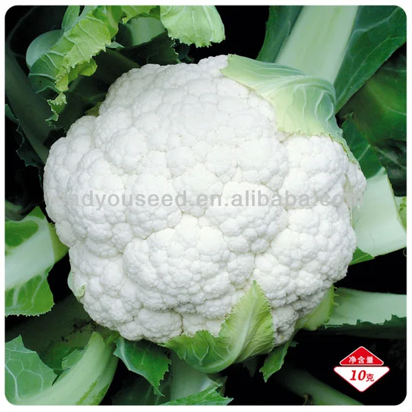 CF36 Xueyu 80 days heat resistant cauliflower seeds, f1 hybrid cauliflower seeds, cauliflower seeds supplier, supply cauliflower seeds, seeds companies.jpg