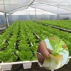 Hotsale Polyurethane Nursery Germination Tray Greenhouse Indoor Hydroponics Seedling Plant Sponge
