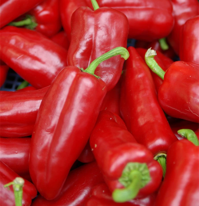 Chinese Hot Sale High Disease Resistance Hybrid F1 Red Peppers Seeds