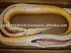 Conger Eel Whole
