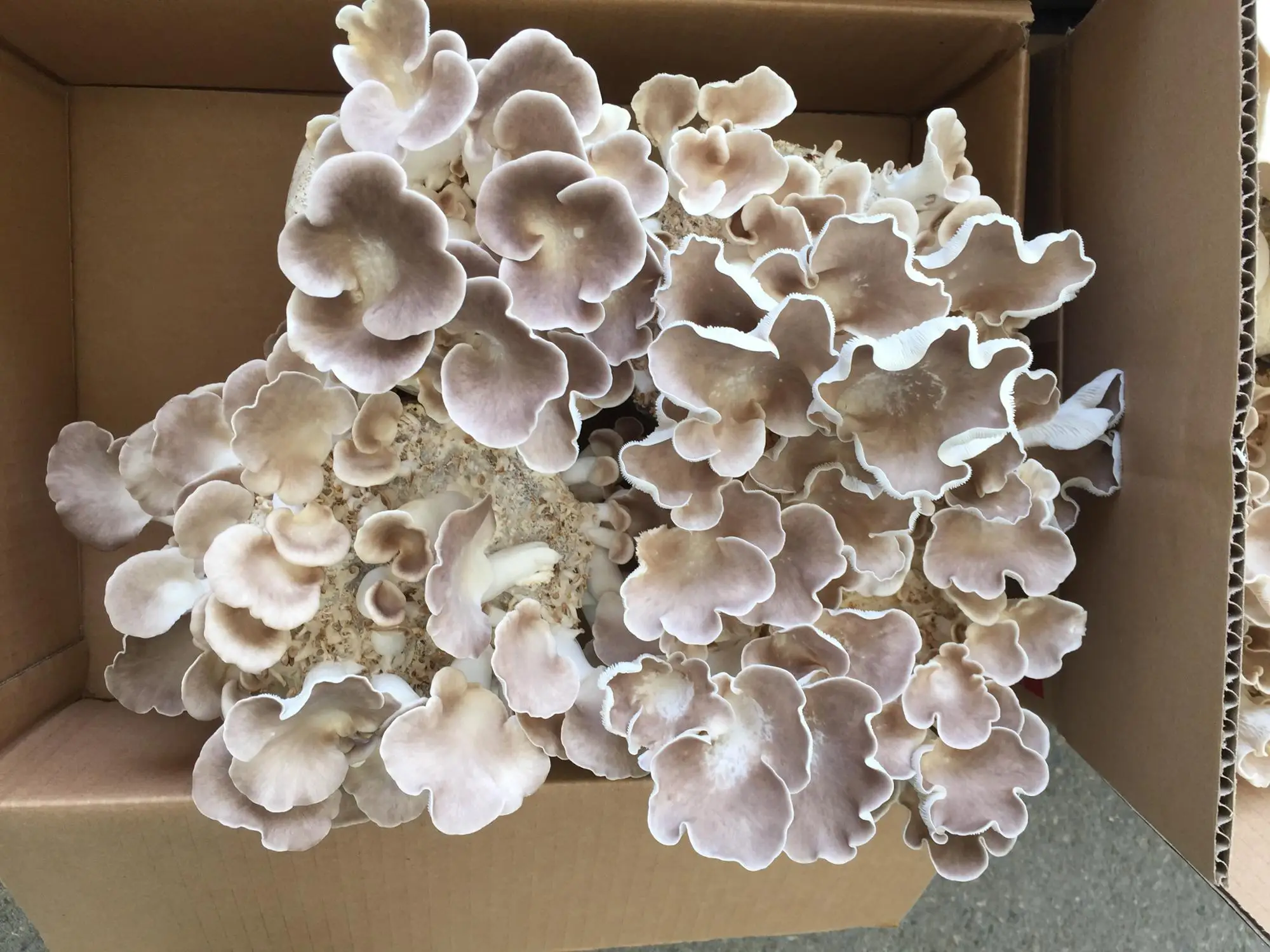 Detan Oyster Mushroom Seeds Production Buy Oyster Mushroom Seeds