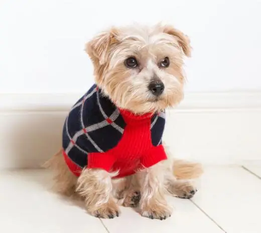 pets cashmere sweater.jpg