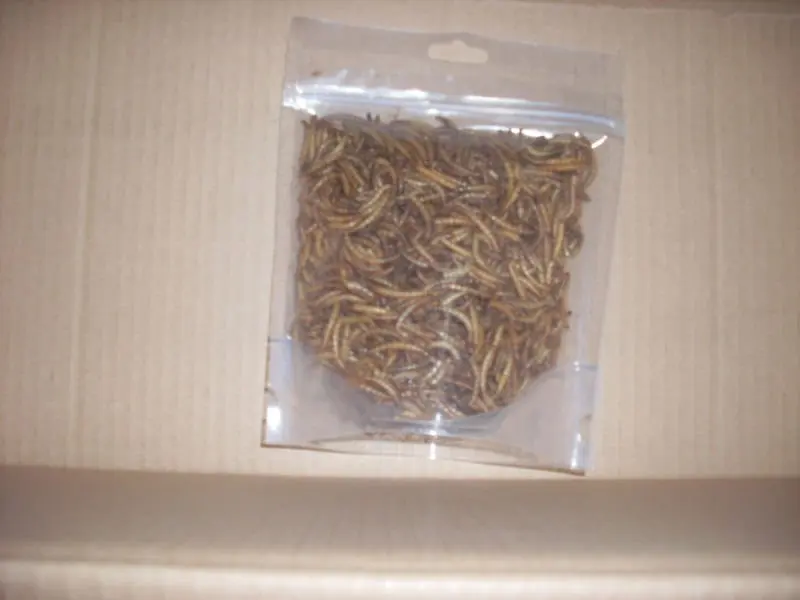 Micro Dried Mealworms For Birds Buy Bulk Bird Seed Suppliers