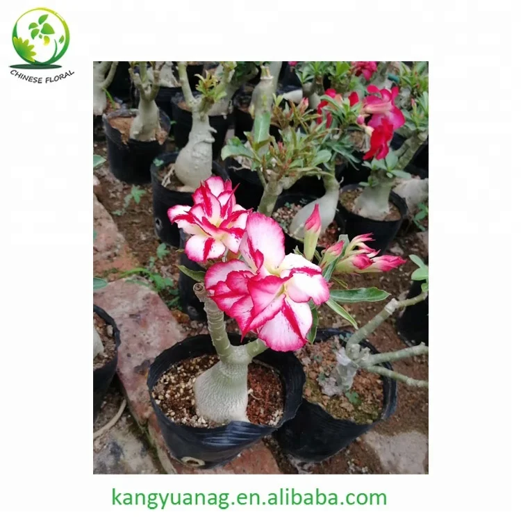 
Taiwan grafted colorful Adenium Obesum Desert Rose plants 
