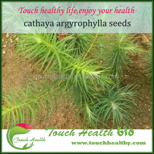 
Touchhealthy Supply Best quality cathaya argyrophylla seeds 