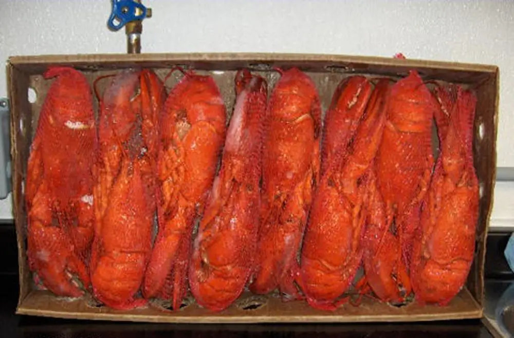 
Canadian Wild Caught Lobster 