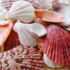 /product-detail/wholesale-large-natural-craft-seashell-in-bulk-62197781209.html