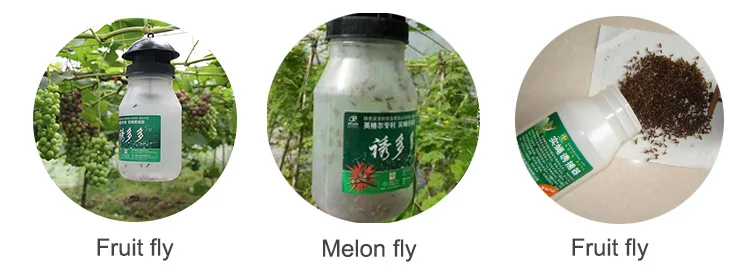 fly trap picture.jpg