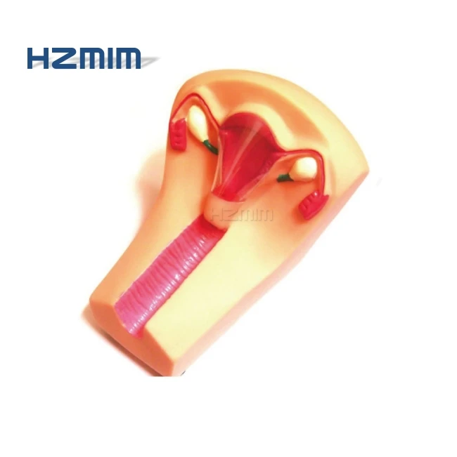 

Female IUD Intrauterine Training Simulator IUD Training Model